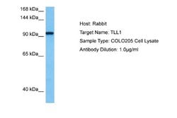TLL1 Rabbit anti-Human, Polyclonal, Novus Biologicals 0.1 mL | Buy Online | Novus Biologicals | Fisher Scientific